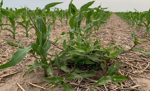 Commelina erecta: una Santa ‘no tan santa’