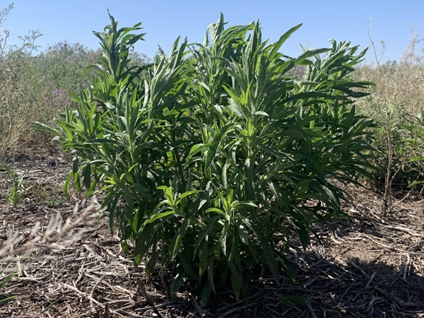 noticiaspuertosantacruz.com.ar - Imagen extraida de: https://news.agrofy.com.ar/noticia/209060/alerta-malezas-resistentes-listado-24-especies-que-ya-resisten-herbicidas-argentina