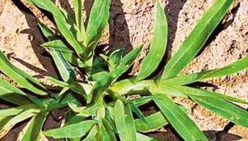 Malezas: confirman un nuevo biotipo resistente a graminicidas