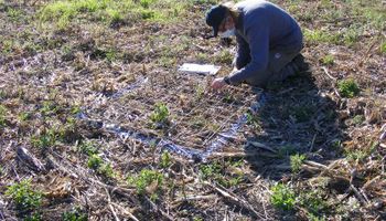 Cómo controlar malezas sin herbicidas:  estrategias para un manejo efectivo