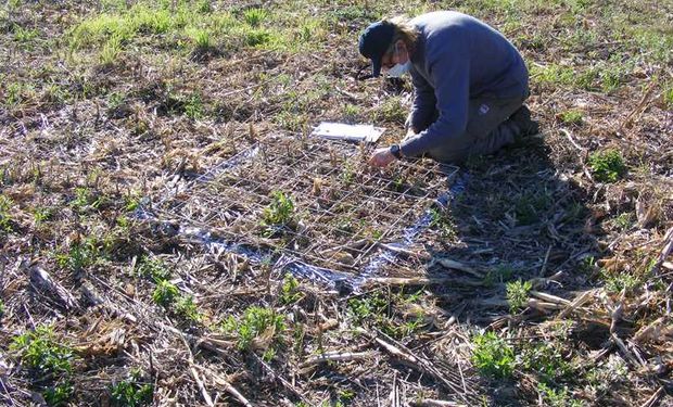 Cómo controlar malezas sin herbicidas:  estrategias para un manejo efectivo