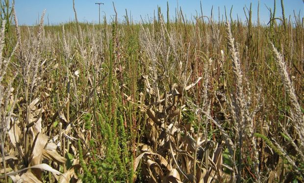 Amaranthus palmeri: la maleza que crece 4 centímetros por día y produce hasta 600.000 semillas