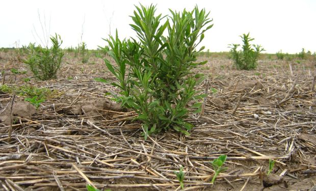 Cuál es el costo de controlar malezas, insectos y enfermedades: los datos sobre más de 1.600.000 hectáreas de productores de Aapresid