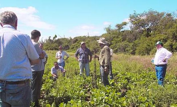 Malezas. Productores miran con preocupación a una planta de A. palmeri.