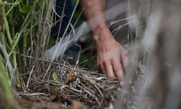 El problema que avanza en el campo y sobre el que cada vez hay menos herramientas para controlarlo: la opinión de un experto