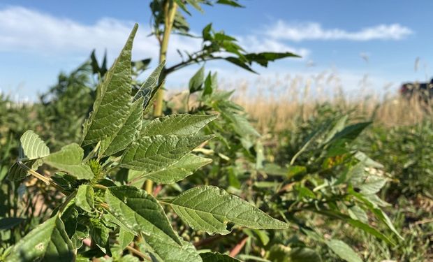 Las malezas resistentes se expanden y ya afectan a 25,8 millones de hectáreas: cuáles son las de mayor impacto