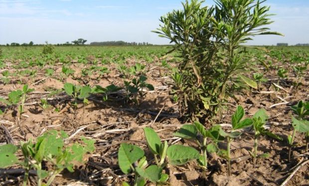 En los últimos 15 años, las malezas tolerantes y resistentes a diferentes herbicidas han comenzado a invadir los sistemas tanto agrícolas.