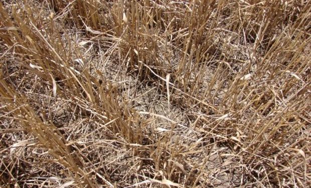 Por su capacidad para competir y por los residuos que deja en superficie, el trigo reduce en gran medida las poblaciones de especies resistentes en los lotes.