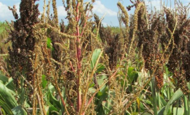 La utilización de Metribuzin mejora las tasas de control de malezas latifoliadas como Amaranthus y crucíferas del tipo del Nabo o Nabón.
