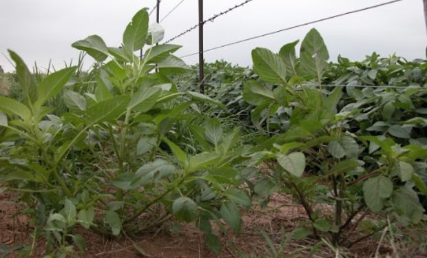 Sistemas de cultivo intensificados como herramienta para el manejo de malezas.