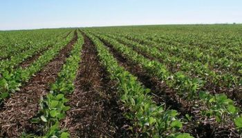 Made in Argentina: lanzan un nuevo herbicida de amplio espectro y con poder residual
