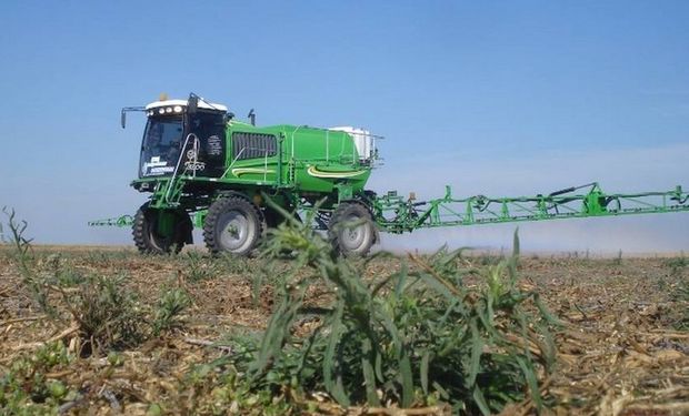 En primer plano. Una planta de rama negra, en un lote de la zona núcleo. Es una gran amenaza.