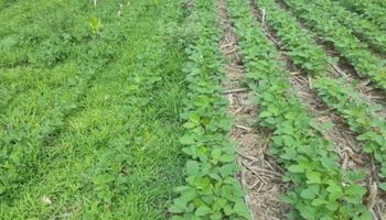 El herbicida desarrollado para Argentina que desafía a glifosato y conquista la región