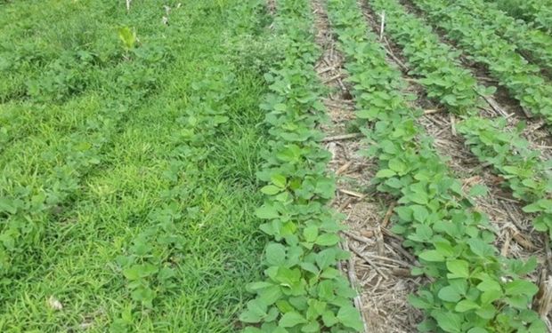 Cómo un "herbicida criollo" desafía al glifosato y conquista la región
