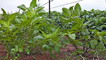Nuevas tecnologías para las problemáticas que afectan a la agricultura