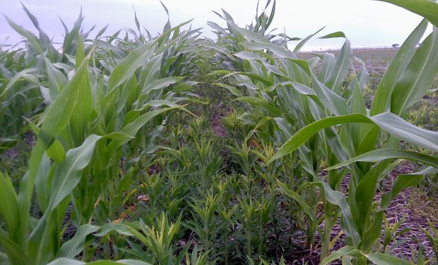 En maíz las malezas que prosperan tienen un gran nivel de incidencia en el rinde del cultivo.