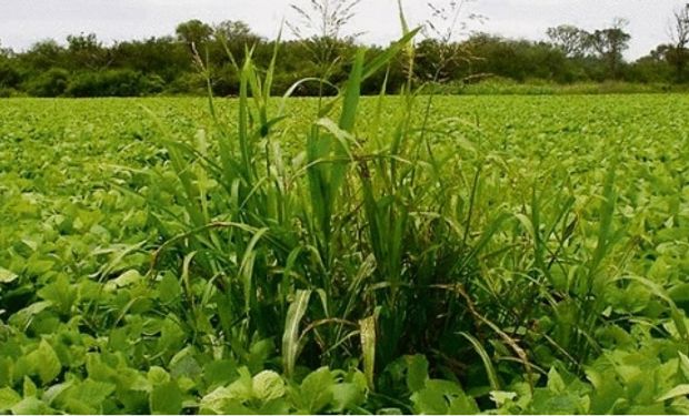 Destacan al país por el control de plagas vegetales