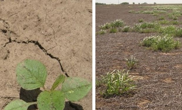 El año 2015 comenzó, lamentablemente, con dos nuevas alertas: yuyo colorado y sorgo de alepo. Foto: REM de Aapresid