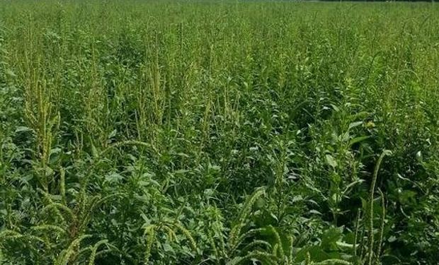 Un lote de soja en Río Cuarto, Córdoba, infestado con Amaranthus palmeri.