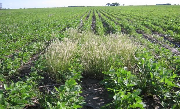 La respuesta de Agrofina al problema de las malezas.