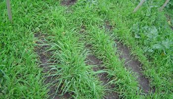 Analizan la competencia entre malezas y pasturas templadas