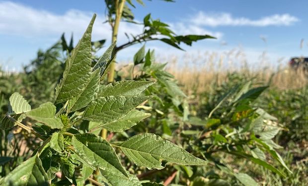 Las 10 malezas resistentes que ganaron terreno en la última década