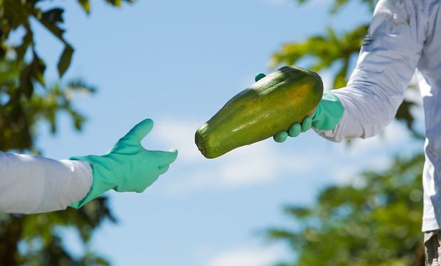 Estado do Sudeste se destaca na produção de mamão e vira maior exportador do Brasil