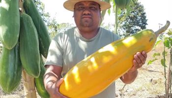 Produtor colhe mamão de quase 7 quilos e viraliza no Tocantins