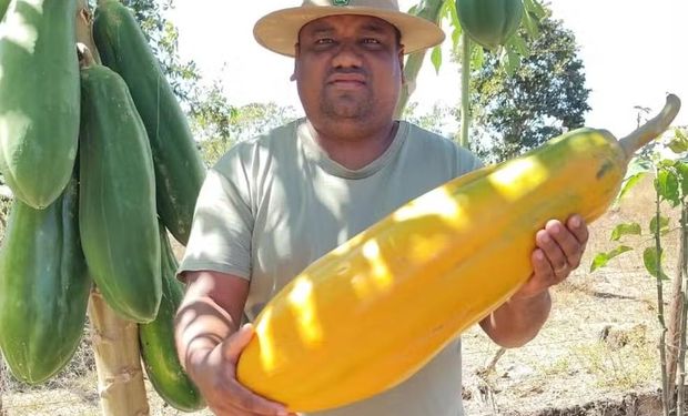 Produtor Laeson Dias Ferreira, de 39 anos, colheu o mamão de 6,710 quilos e 59 centímetros> (Foto-Arquivo Pessoal)
