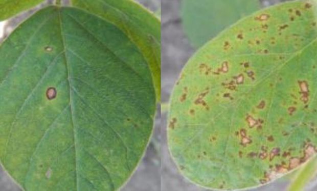 Manchas foliares similares a “mancha ojo de rana”. Izquierda: manchas con saprofitos (Alternaria spp. y Cladosporium spp.). Derecha: deriva de herbicida.