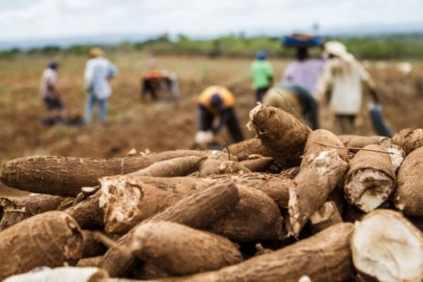 producción de yuca