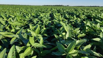 Se sembró un 25 % de la soja de primera y comparan este año con la campaña 2016/17: qué pasó hace nueve años