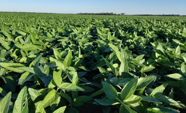 Se sembró un 25 % de la soja de primera y comparan este año con la campaña 2016/17: qué pasó hace nueve años