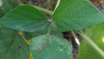 Soja; advierten infestaciones de oruga bolillera, trips y arañuela