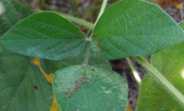 Soja; advierten infestaciones de oruga bolillera, trips y arañuela