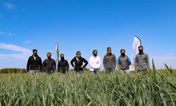 En plena pandemia, consejos de manejo para trigo y cebada: estrenan recorrida virtual por ensayos a campo
