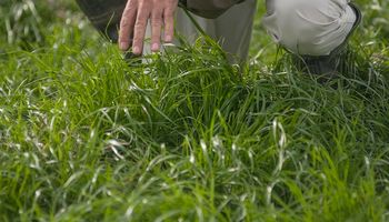 Pasturas y verdeos: por qué hablamos de fertilización nitrogenada