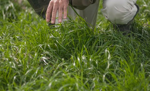 Pasturas y verdeos: por qué hablamos de fertilización nitrogenada