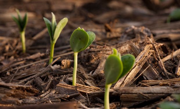 Temperatura, radiación y precipitaciones inciden directamente en la producción de soja.