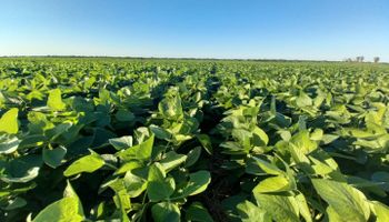 La estrategia para “subir el techo” productivo en soja, maíz y girasol