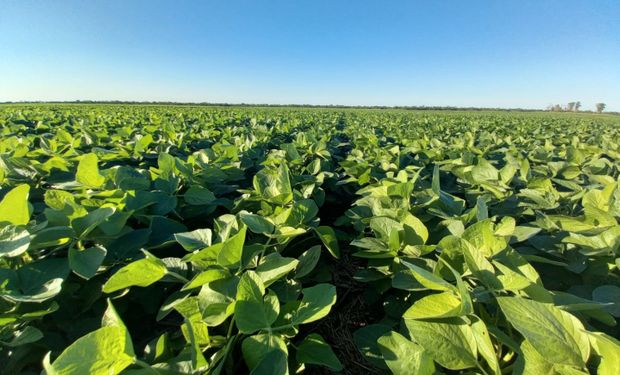 La estrategia para “subir el techo” productivo en soja, maíz y girasol