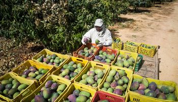 Exportações de frutas brasileiras registram alta em receita em 2024