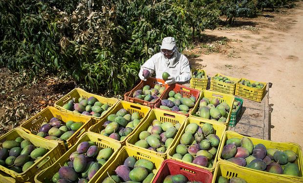 Exportações de frutas brasileiras registram alta em receita em 2024