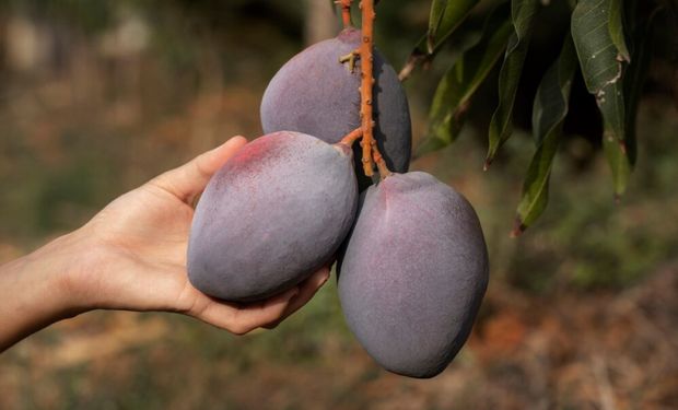 O estado da Bahia é o maior exportador da fruta. (Foto - Seagri)