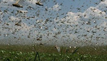 Video: así cruza un campo una manga de langostas en Chaco