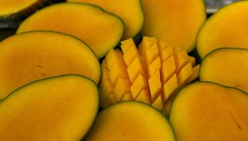 Manga explode 212% e puxa alta histórica no agro da Bahia