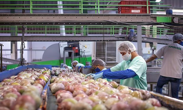 Exportação de manga bate recorde em 2023 e setor projeta 2024 ainda melhor
