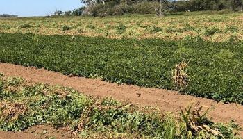 Aseguran que el maní sustentable es posible si se aplican las buenas prácticas agrícolas