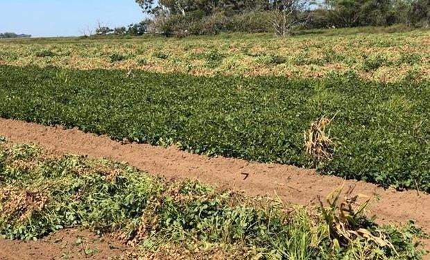 Aseguran que el maní sustentable es posible si se aplican las buenas prácticas agrícolas