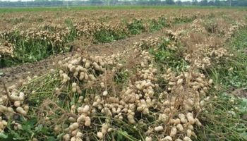 Por la sequía, caen más del 30% los rindes del maní